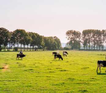 Groep Agrarisch Onderwijs   sfeerbeelden koeien   credits foto Leon Ephraïm en unsplash.com