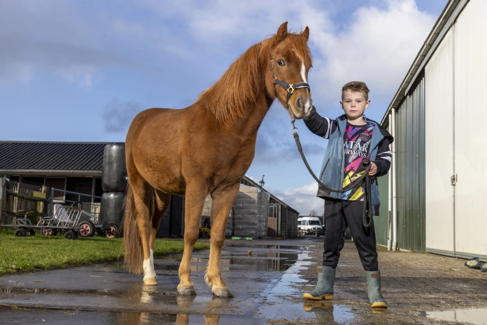 Jongen houdt veulen vast 